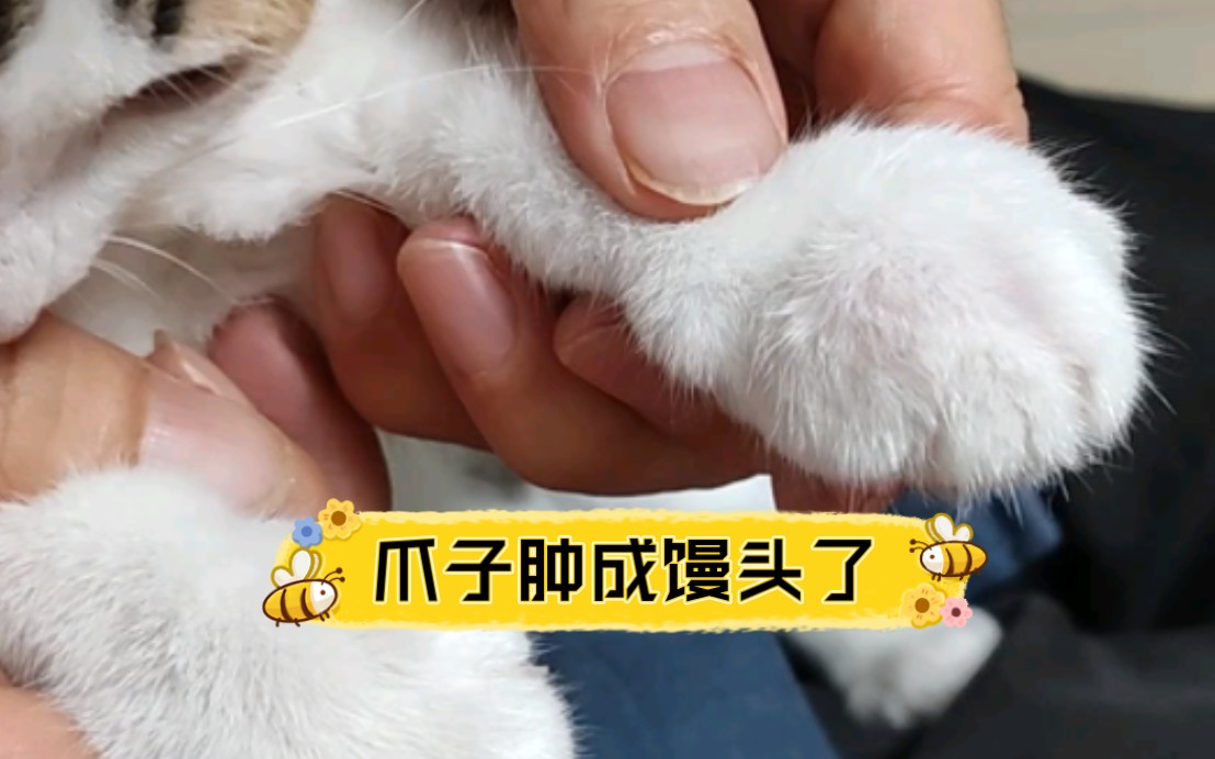 被蜜蜂蛰了,看见蜜蜂就追的傻猫哔哩哔哩bilibili