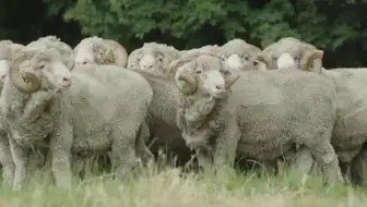 自然科技 美利奴羊毛 美利奴羊生态足迹merino Wool 哔哩哔哩 Bilibili