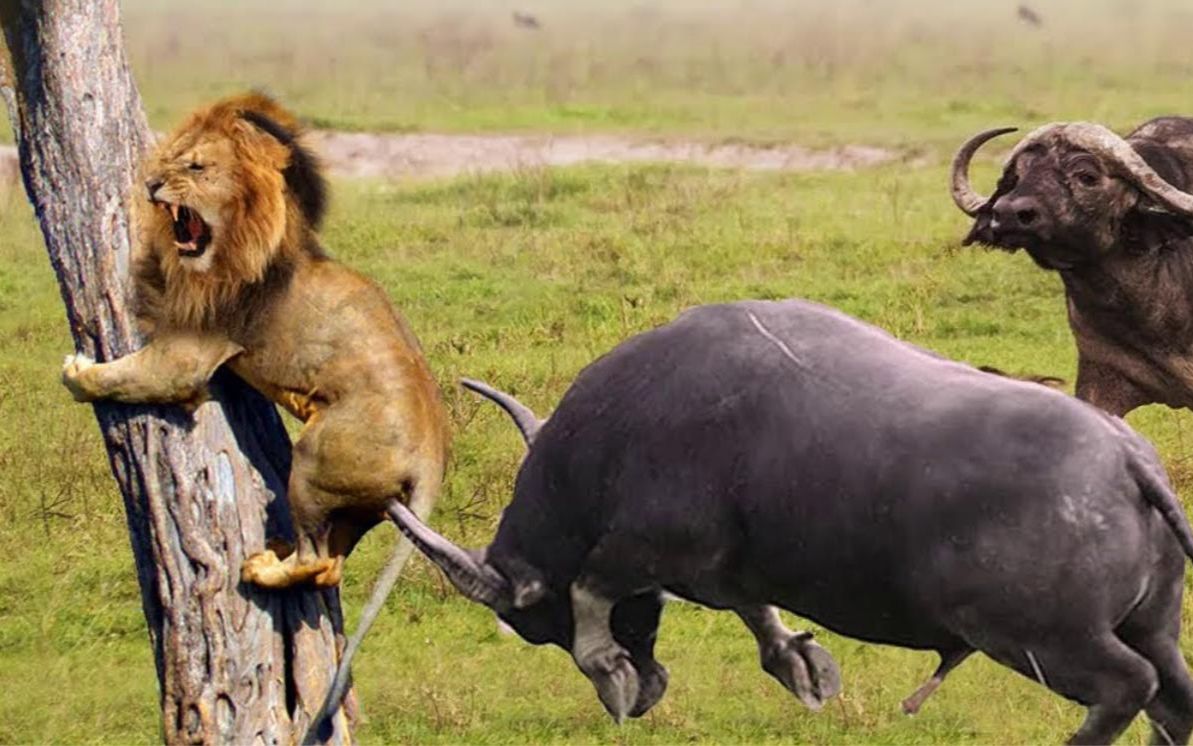 高清实拍水牛反杀雄狮,打斗过程太精彩了,狮子死得实在太可惜