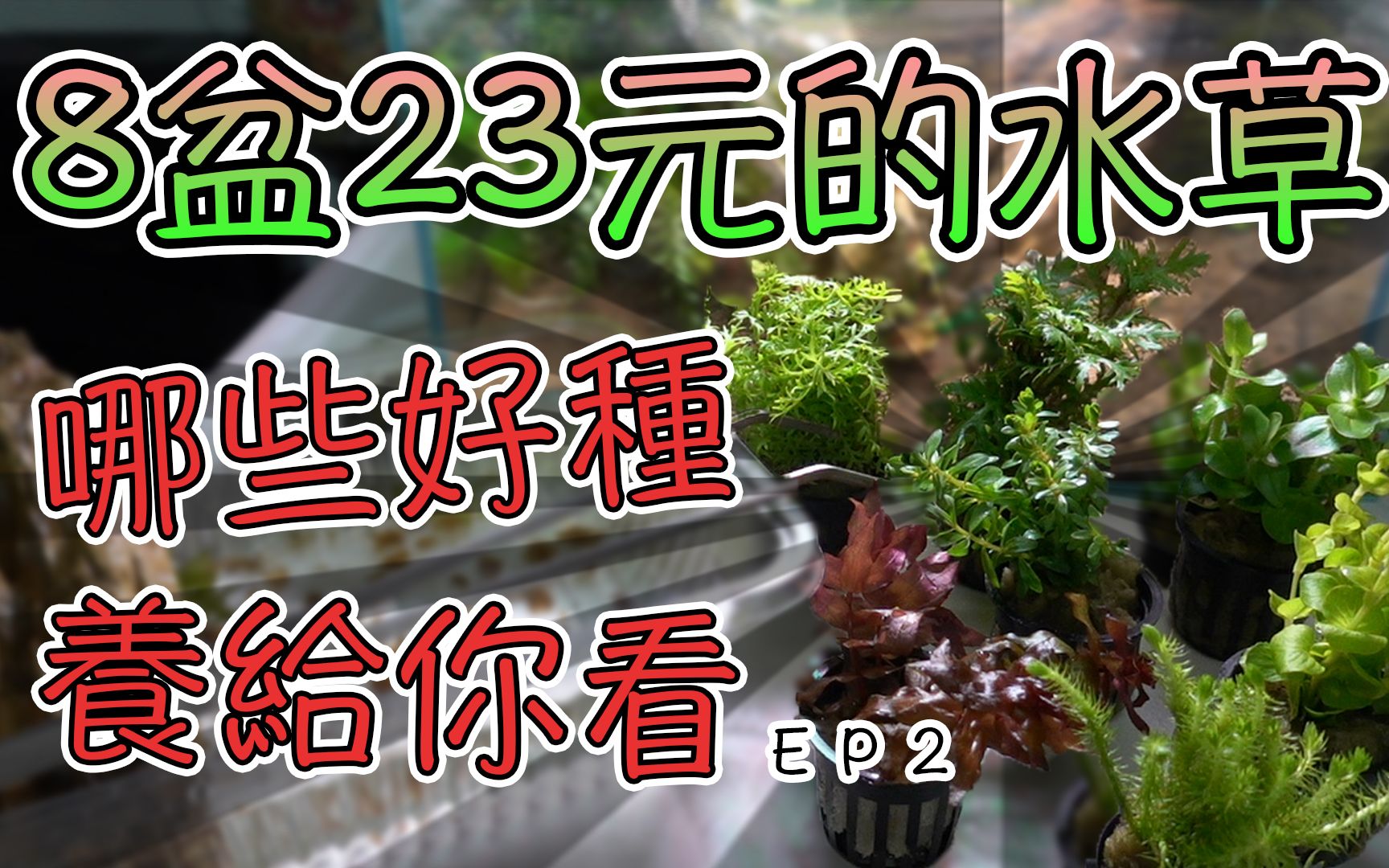 [图]市面便宜的水草没有CO2能种繁殖哪些｜实测２个月的水草缸EP2