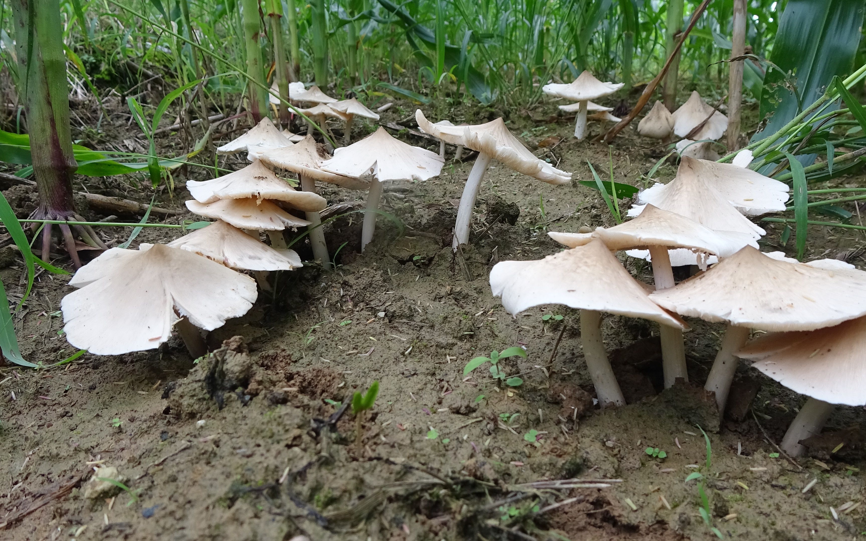 老板订购鸡枞菌85一斤,小莫玉米地里发现一大片,看看能卖多少钱