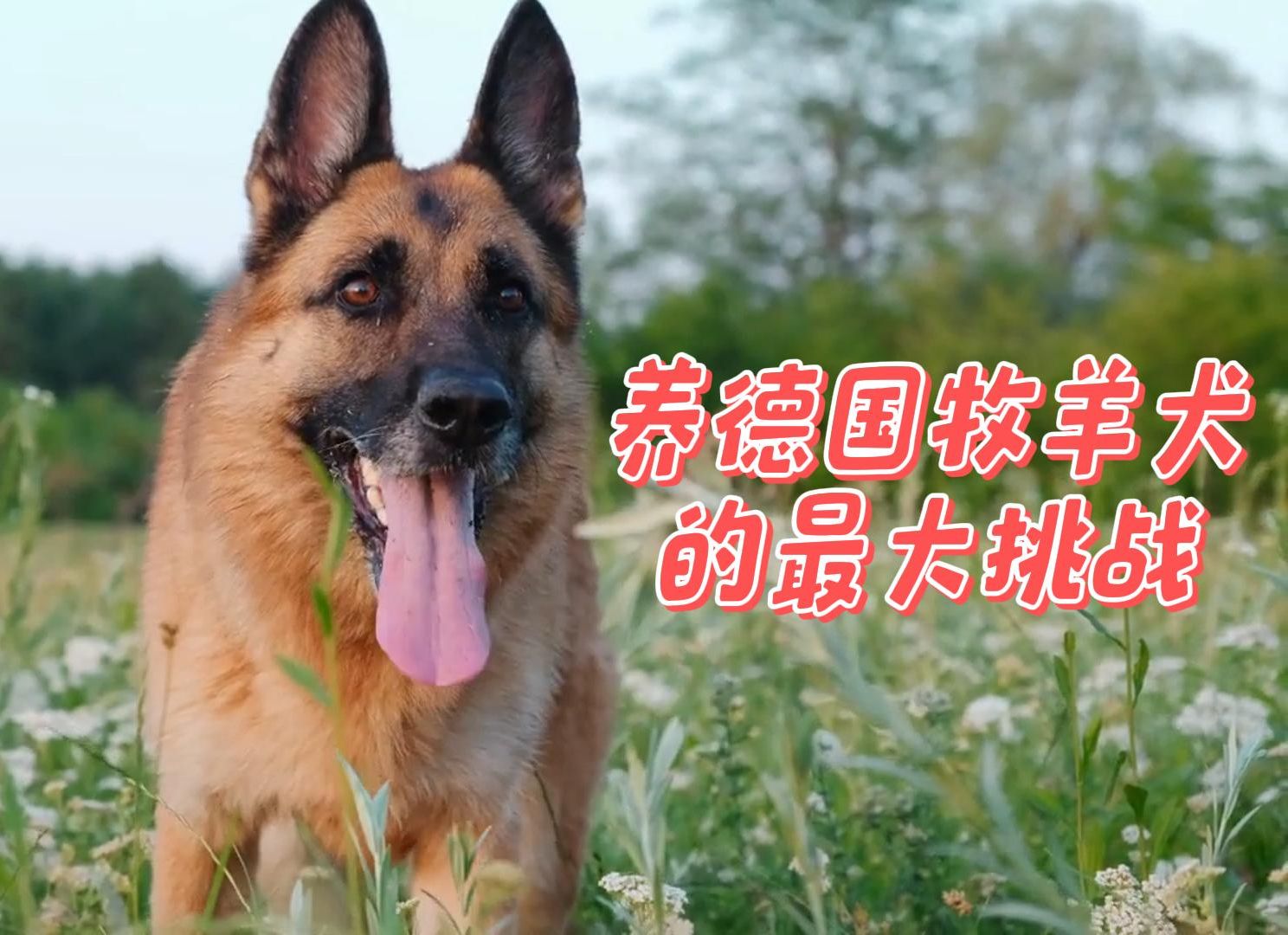 养德国牧羊犬的最大挑战