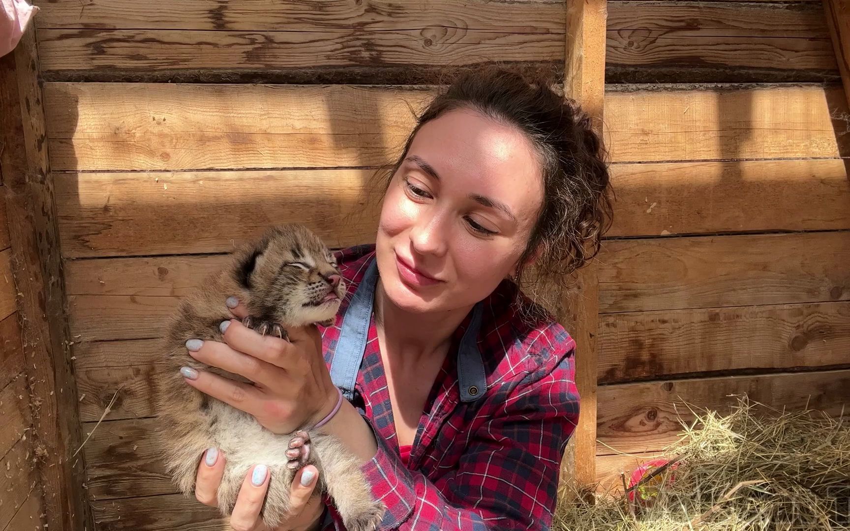 【猞猁姐姐】20220628更新--给小猞猁量体重