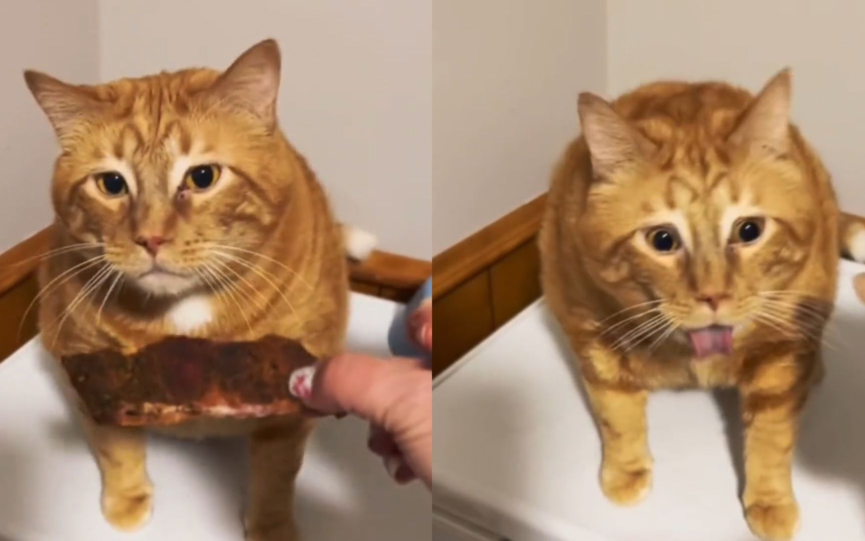 猫咪闻女主人做的食物,激动站起闻后立马瞪眼干呕,舌头吐出一半