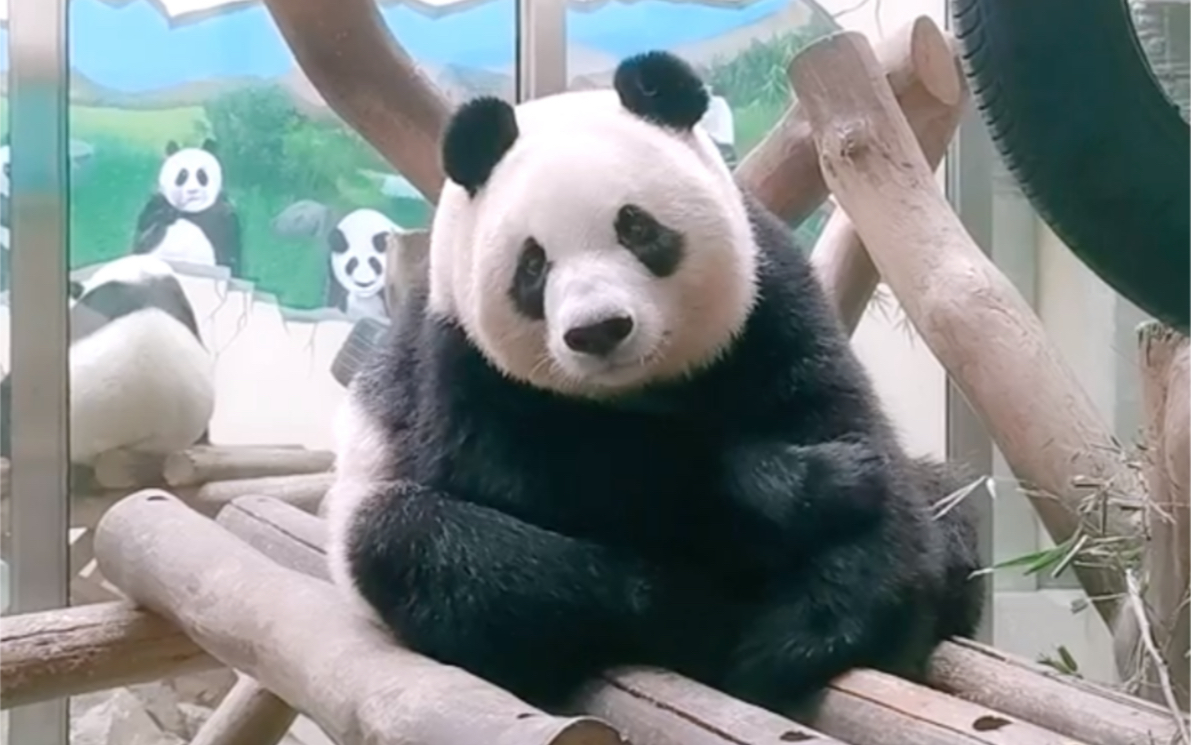 大熊猫星安不一样的喵直播录屏嘤嘤怪控诉饭点奶爸迟到