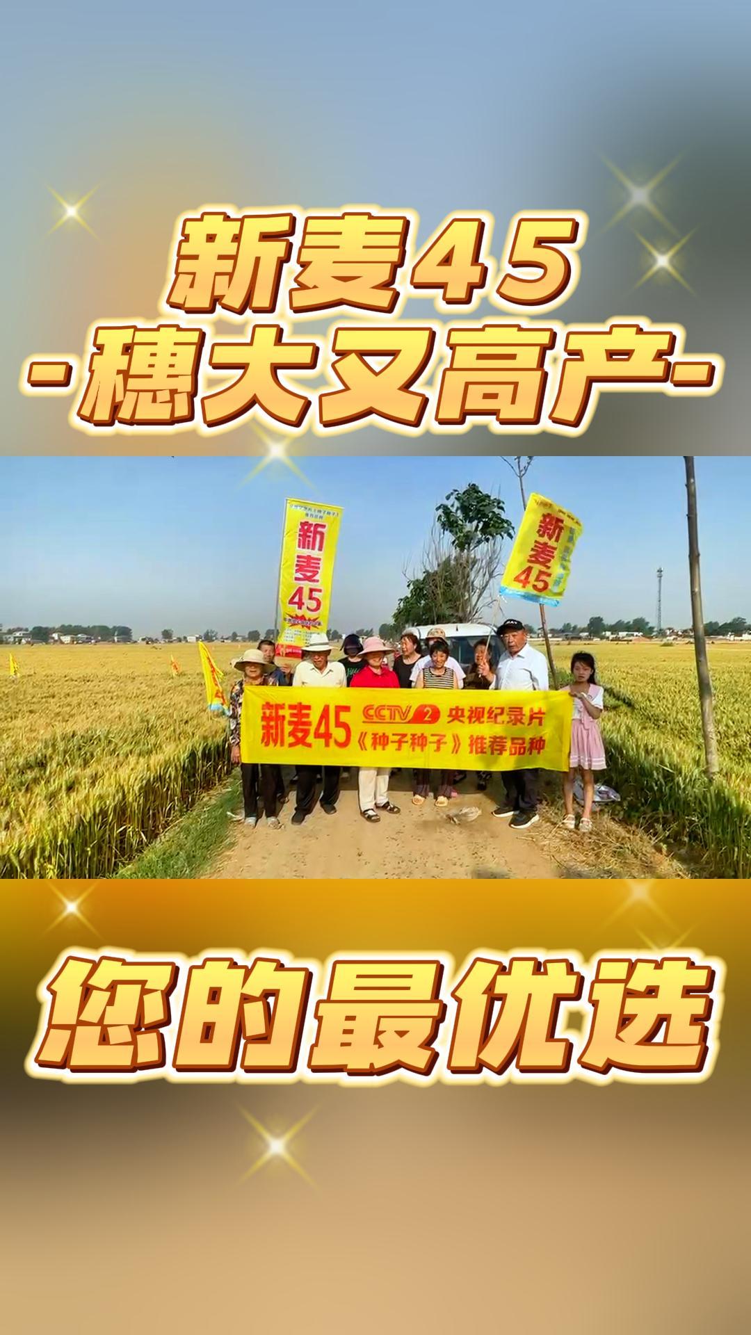 新麦45高产优质小麦