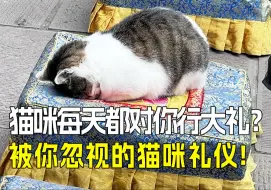 Video herunterladen: 猫咪的五大礼仪：它在默默表达对你的爱😻