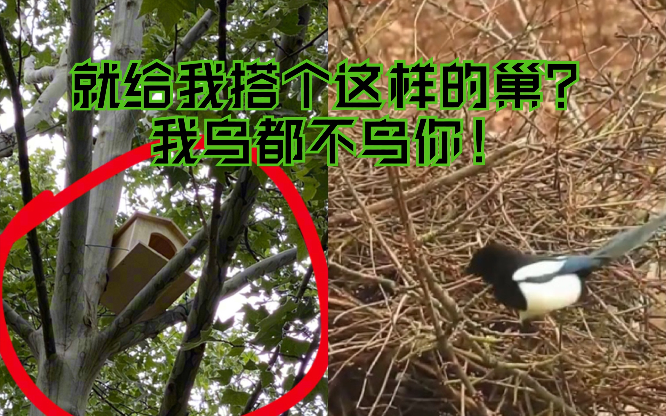 [图]【博物|新闻】喜鹊:强拆我家，让我住狗窝？！