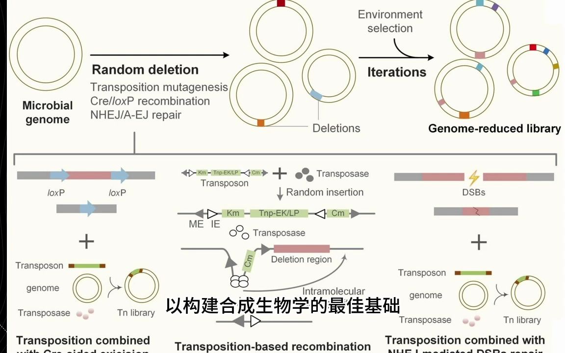 每隔一日合成生物学进展 2023.7.19 细菌基因组精简为合成生物学的最佳底盘综述.哔哩哔哩bilibili