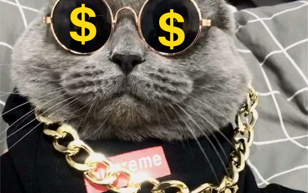 这只蓝猫带上项链墨镜居然这么帅?