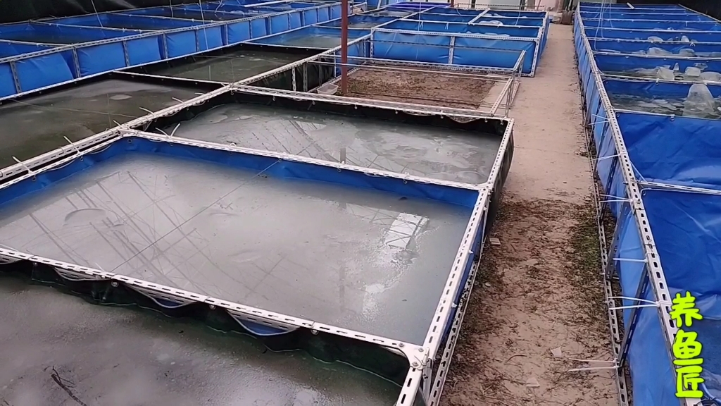 金鱼场冰面融化水温回升,发现两条兰寿金鱼出现追星,成熟的标志