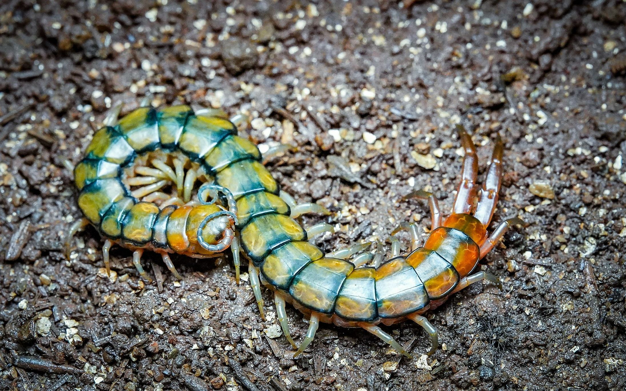 埃及奇异蜈蚣 scolopendra mirabilis_哔哩哔哩_bilibili