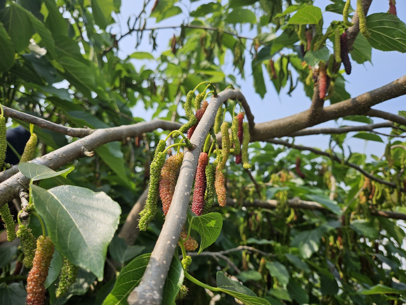 树上长满毛毛虫,毛毛虫桑葚果