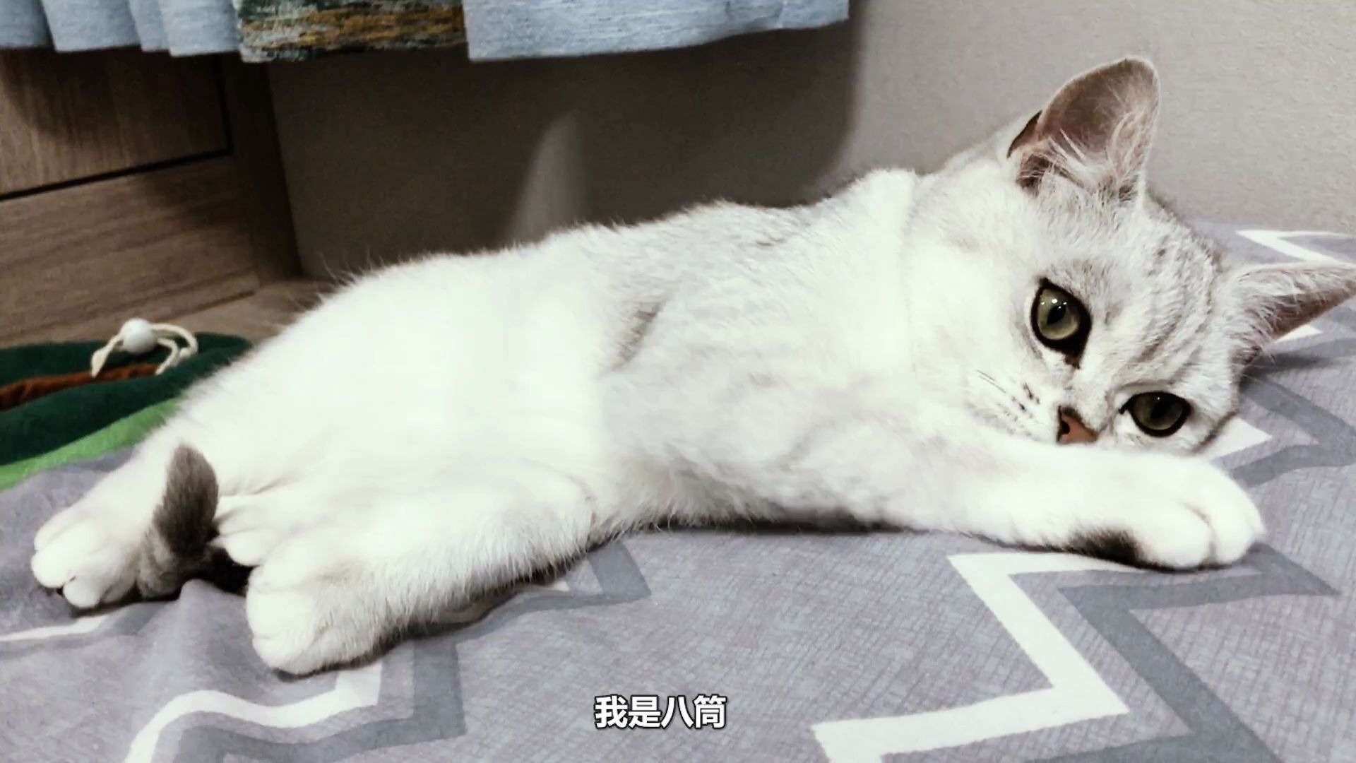 【八筒的日常】都是郭老师惹得祸