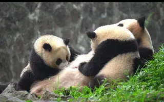 大熊猫宝宝喜豆 搜索结果 哔哩哔哩 Bilibili