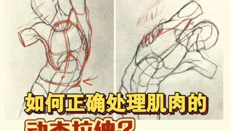 如何正确处理肌肉的动态拉伸？
