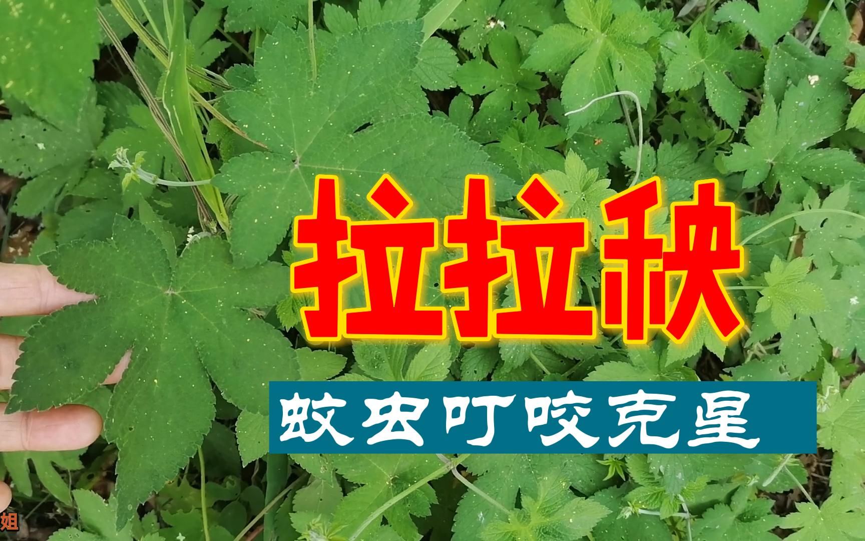 拉拉秧学名葎草,煮水价值高,我也刚知道!哔哩哔哩bilibili