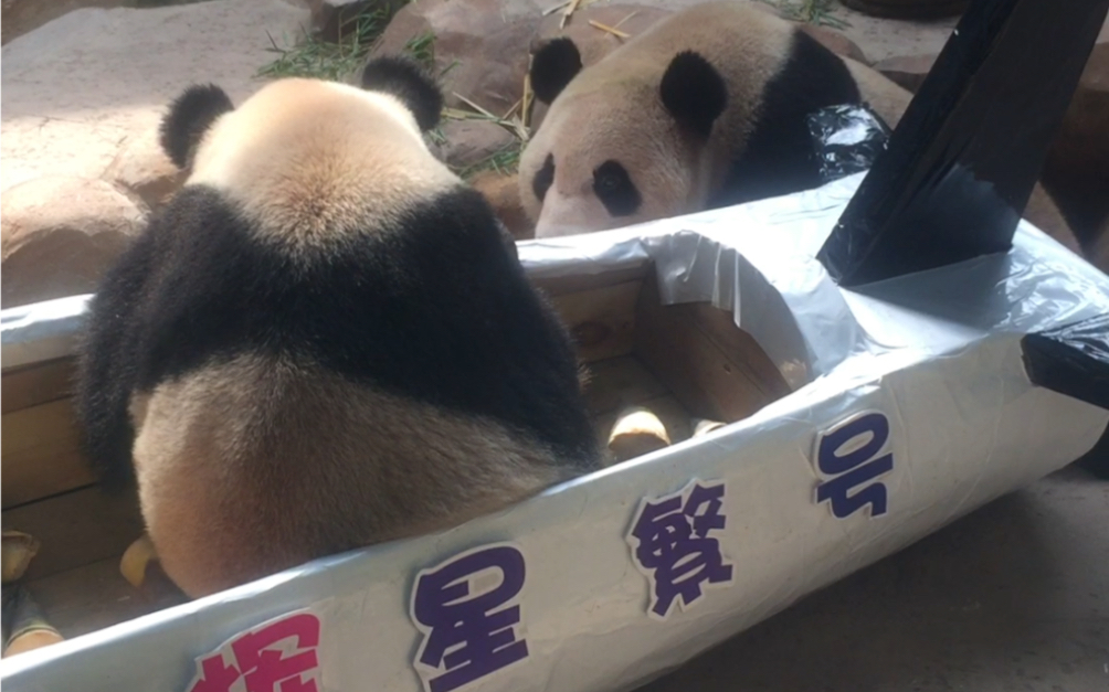 [图]【大熊猫星辉&星繁】双胞胎分班后生日会重聚，当吃饱喝足以后，一言不合就开始打架了，赢得是？？