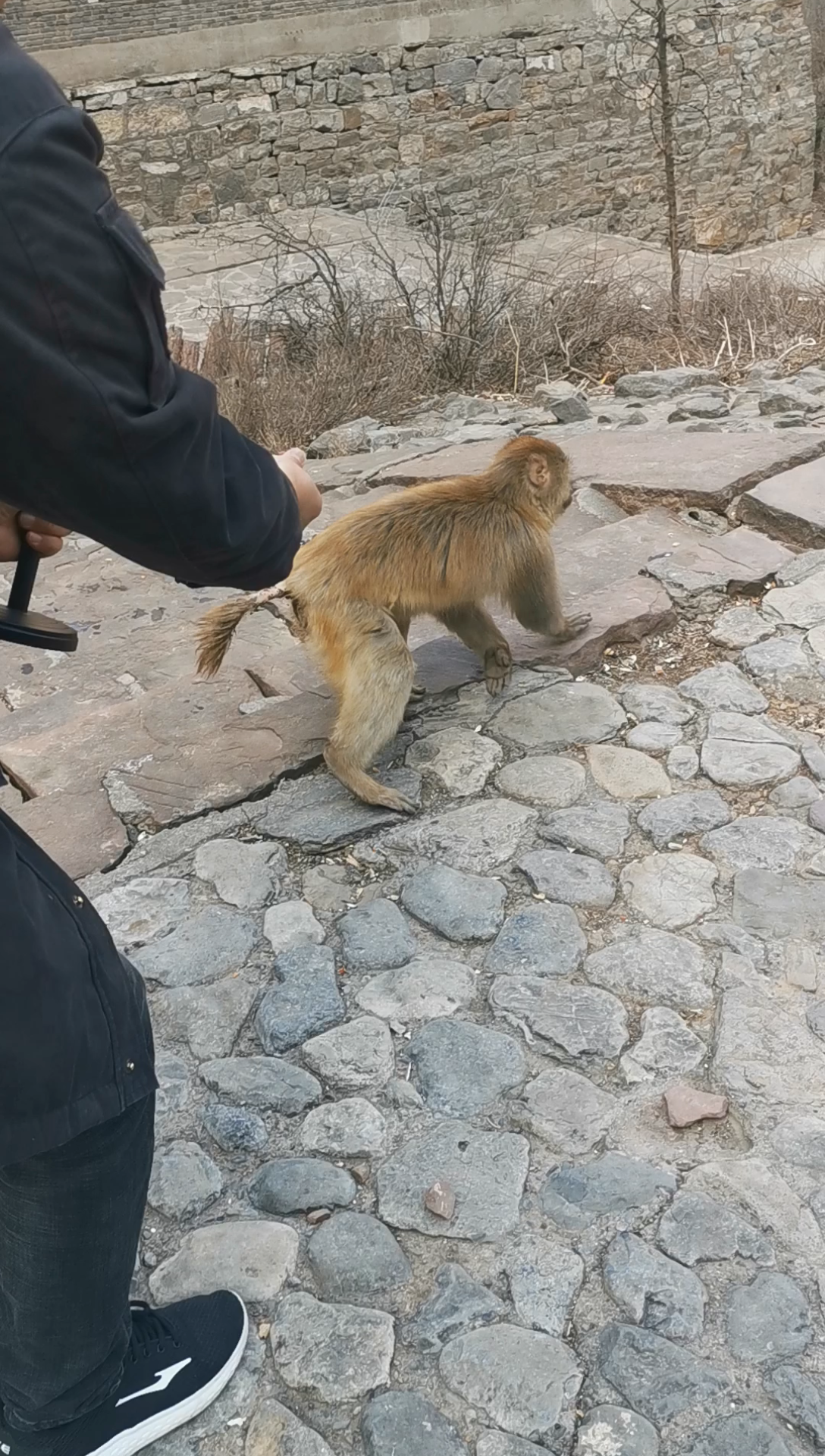 [图]【日常逗猴】让你摸摸还不行，还敢打头，看我不挠你！