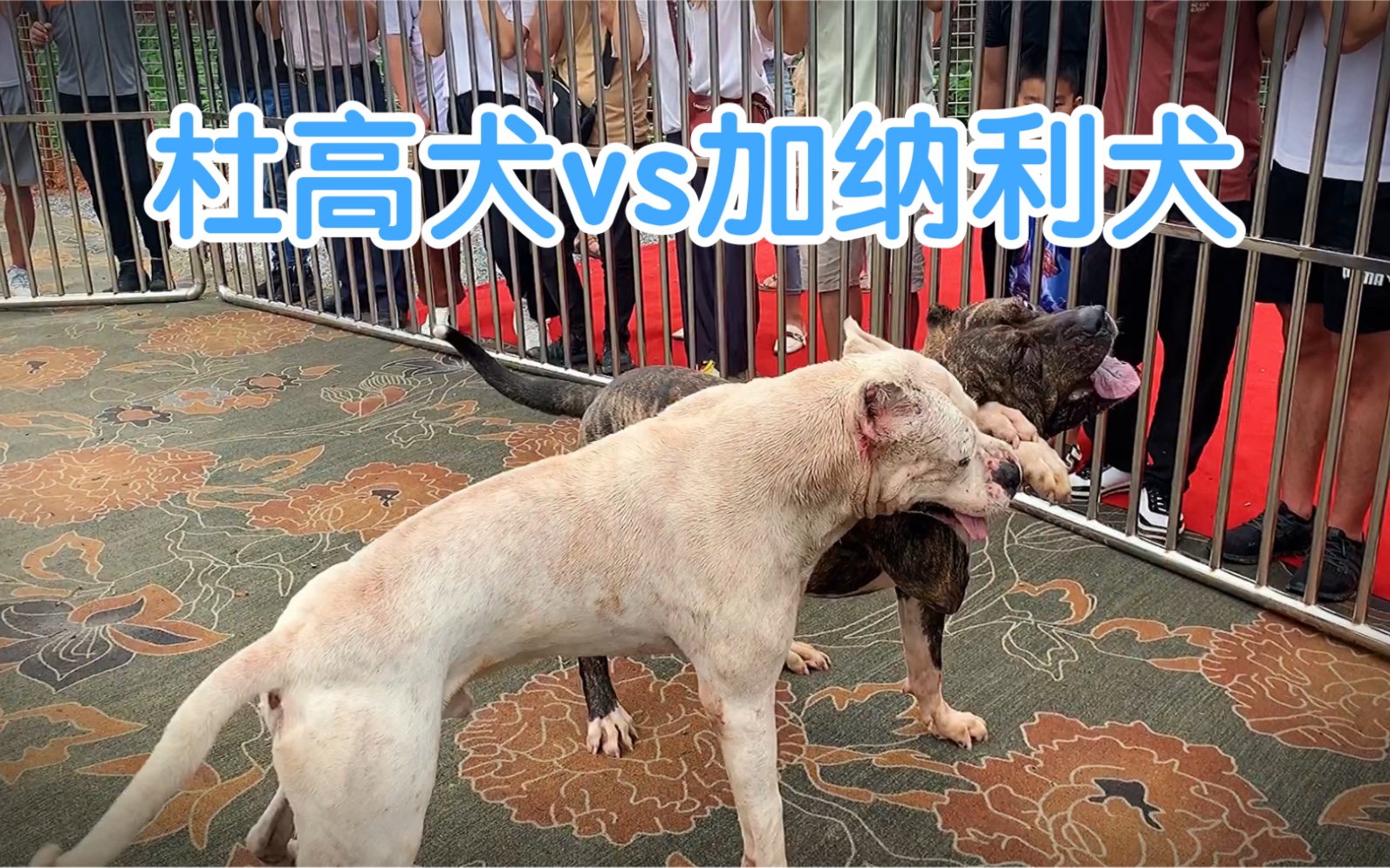 猛犬对抗,杜高犬和加纳利犬的对决!哔哩哔哩bilibili