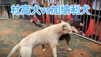 当猎犬之王对上狂暴战士 加纳利犬和杜高犬哪个更猛 哔哩哔哩 Bilibili 当猎犬之王对上狂暴战士 加纳利犬和杜高犬哪个更猛 哔哩哔哩 Bilibili