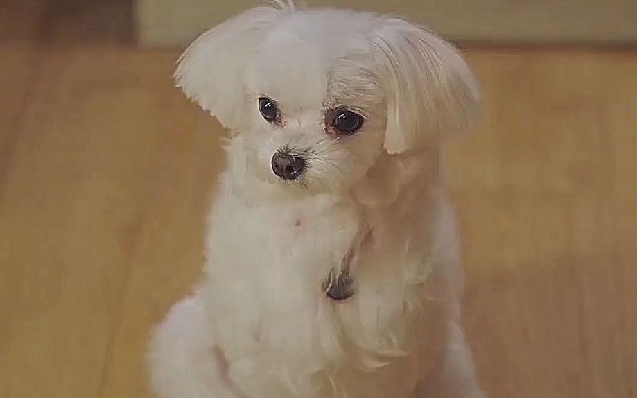 《顶楼》 闵雪雅真的好让心疼,还没有来得及给白糖治病了就被害了