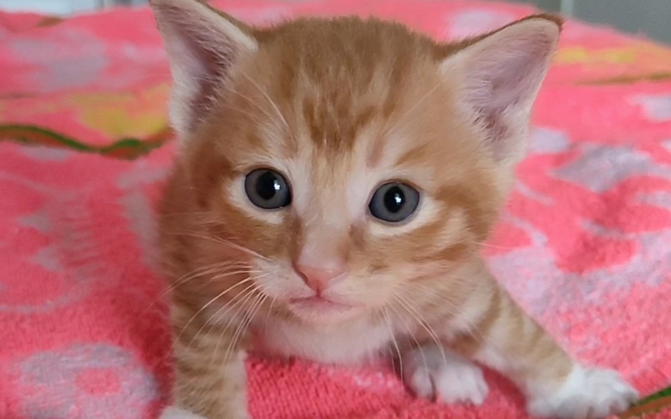 【狸花】橘色小奶喵                        