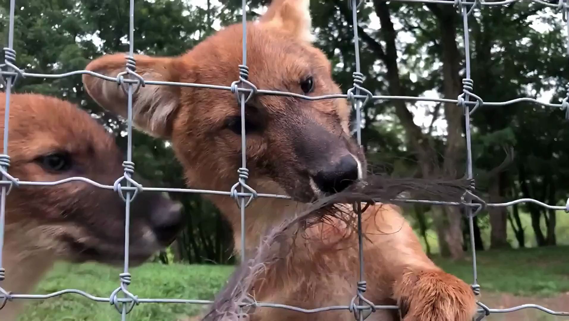 用羽毛挑逗1岁大的小豺崽