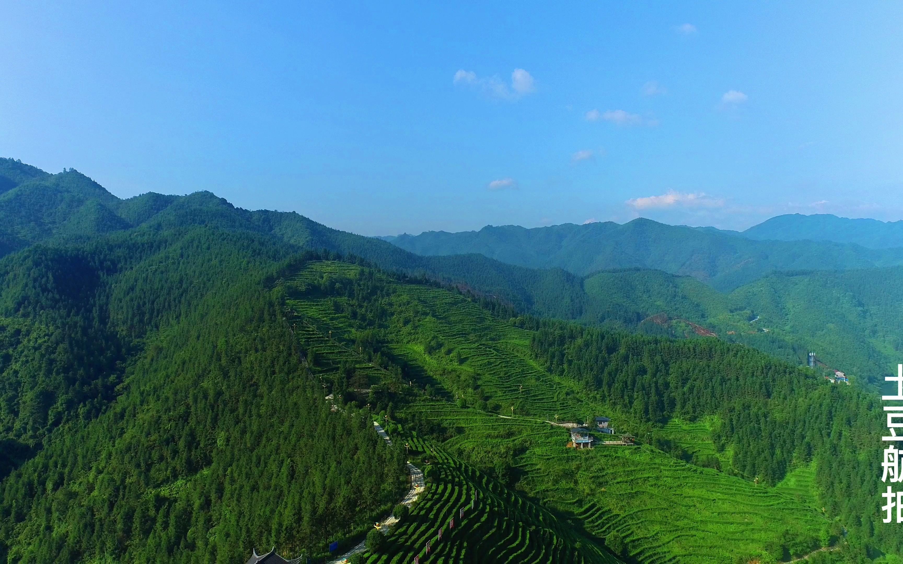 几百年前的御茶园,现在的世外桃源,洞口县古楼茶场航拍
