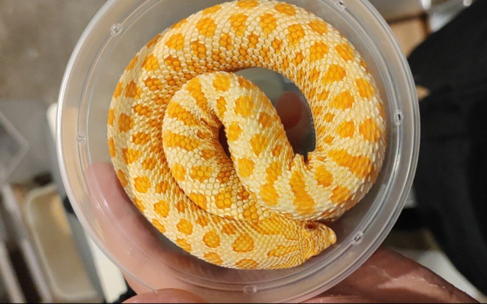 【西部猪鼻蛇】白化肥母开箱_哔哩哔哩_bilibili