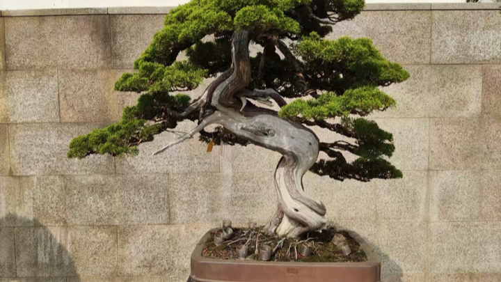 甄嬛传里的矮子松