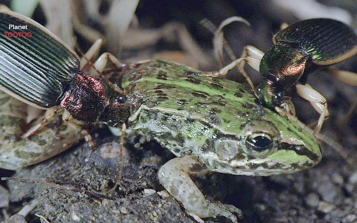 【喵星人to汪星人】青蛙的天敌,青蛙遇到它,那真是生不如死