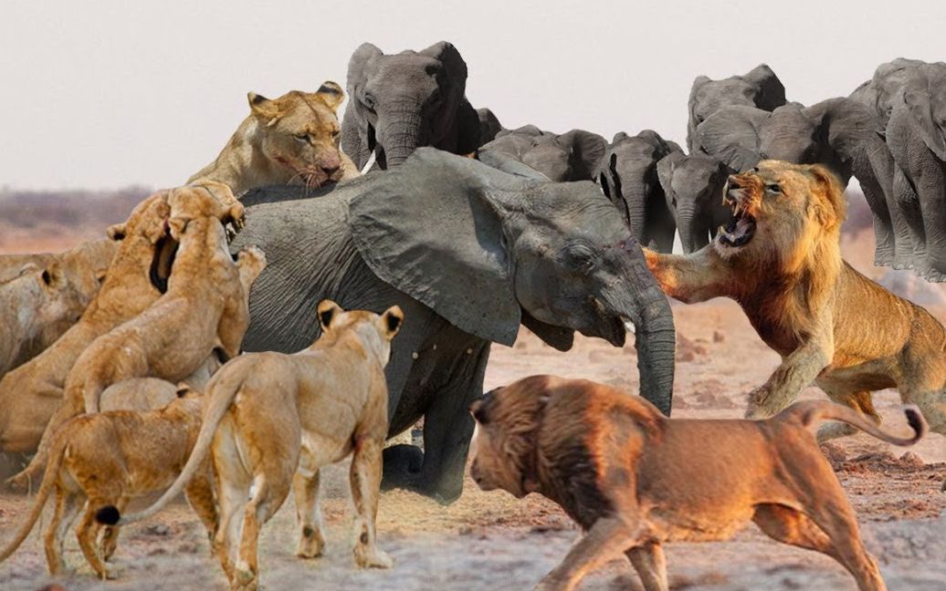 落单大象被10只狮子围攻大象发怒狂抡象鼻镜头记录全程