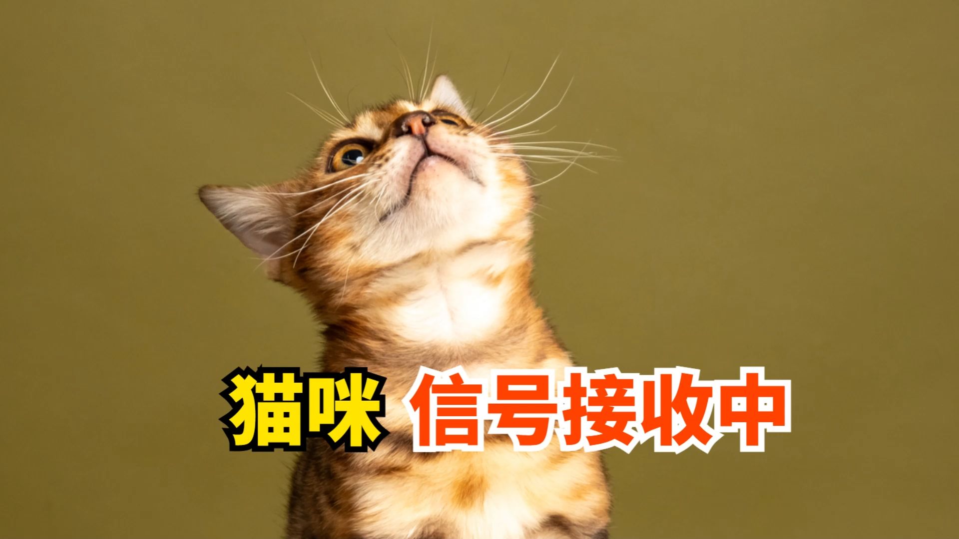 猫咪正在接收信号,请勿打扰
