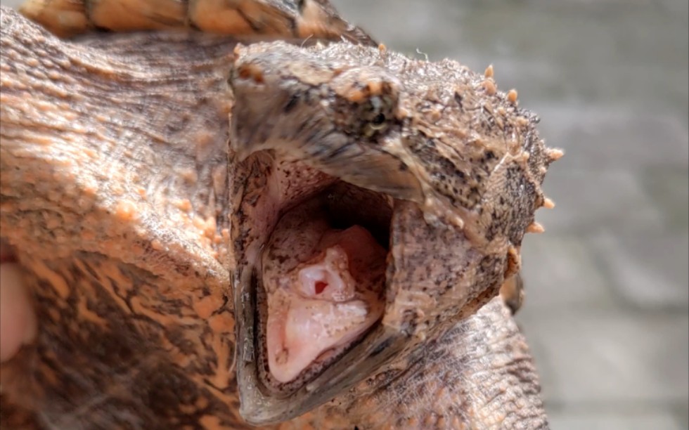 鳄龟绿眼睛是怎么回事