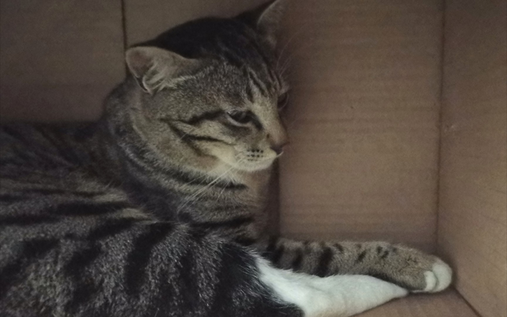 【狸花猫】尾巴卷起变成j