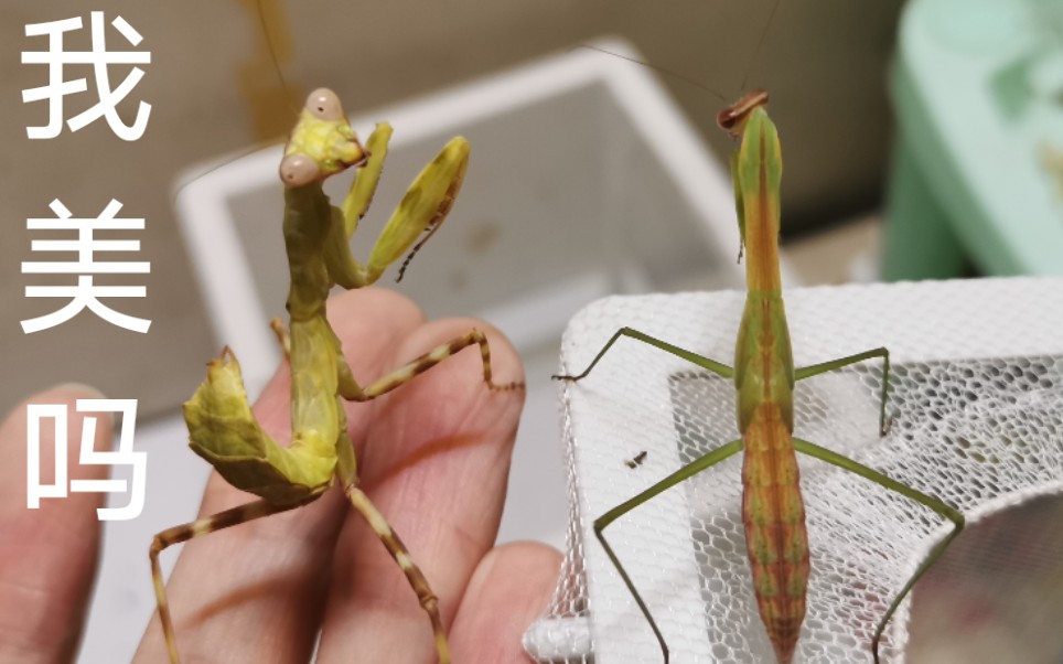 同体长大刀螳螂和印尼双盾对比