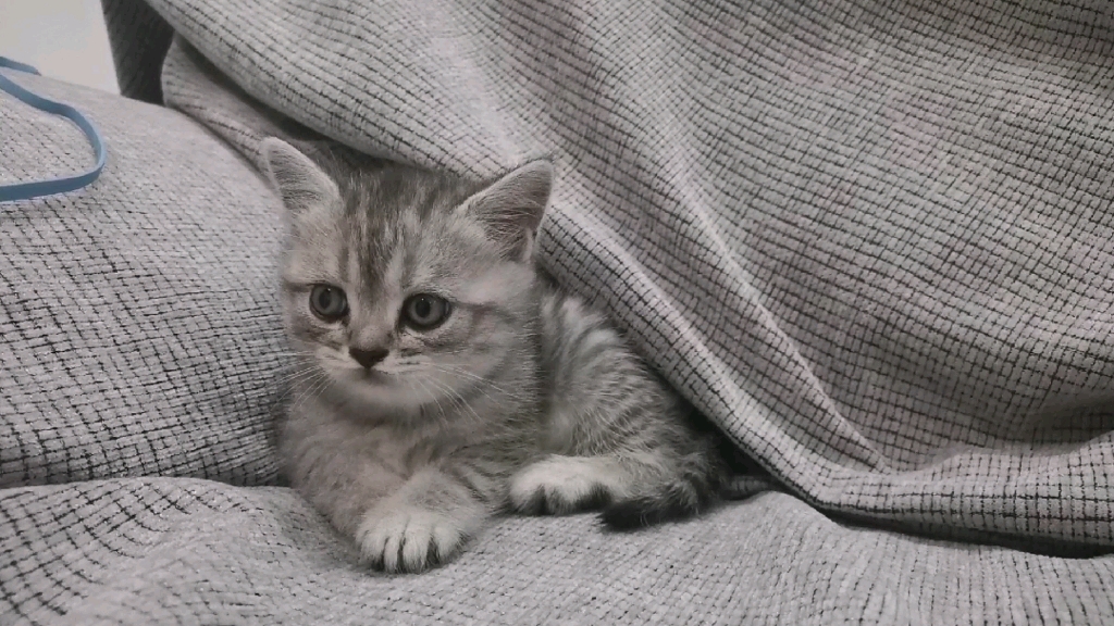 分享一只可爱的美短小猫咪|它的名字叫五百