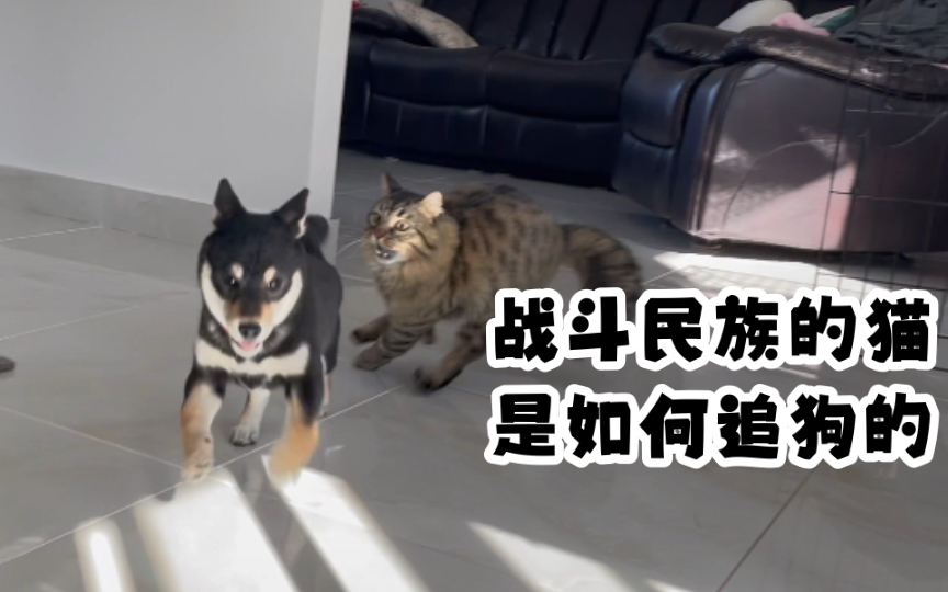 来看看战斗民族的猫是如何追狗的！猫狗大战！西伯利亚森林猫｜柴犬｜_哔哩哔哩_bilibili