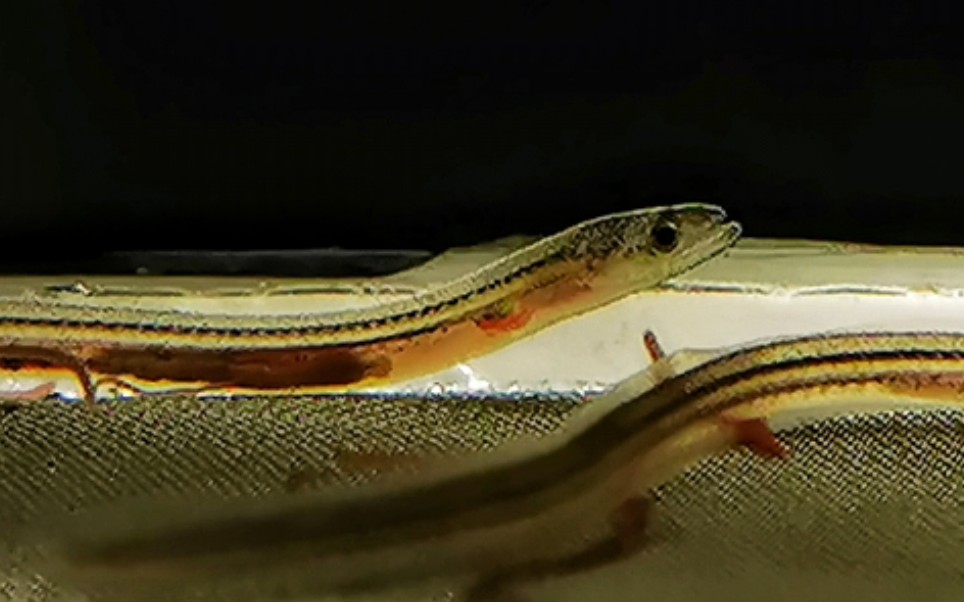 线鳗(anguilla japonica)