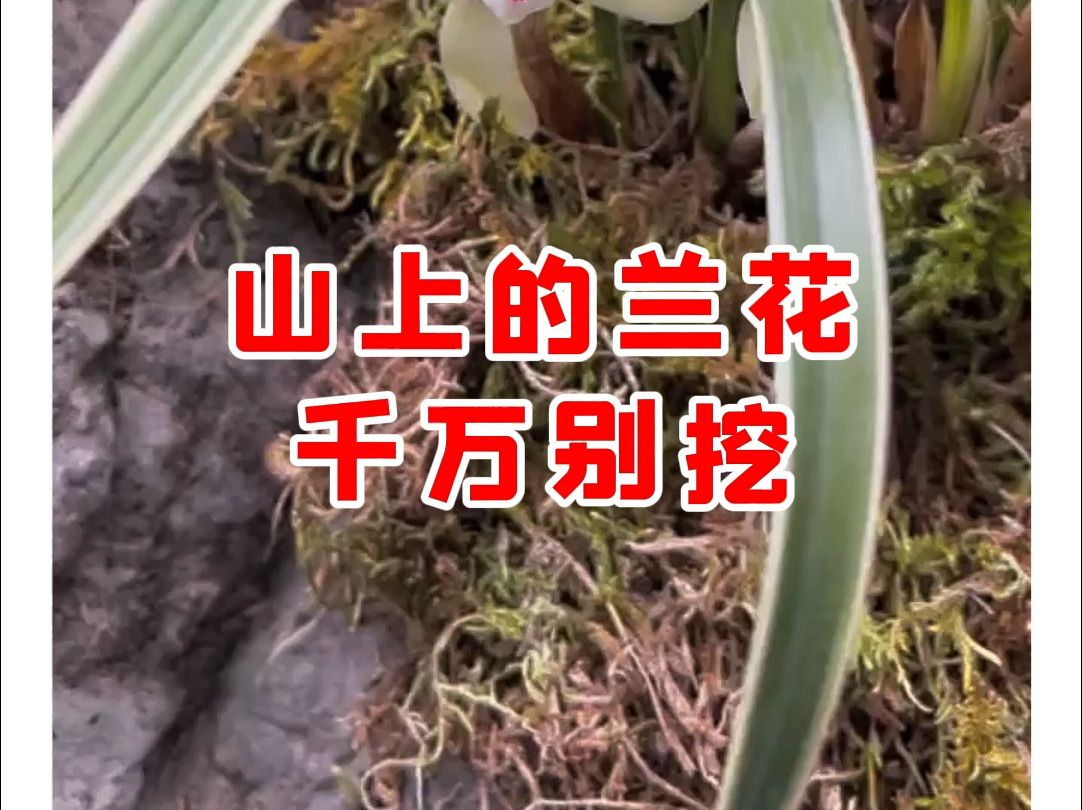 【微拍堂】山上的兰花!千万别挖!哔哩哔哩bilibili