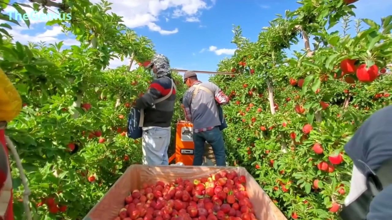 收割机之苹果收割
