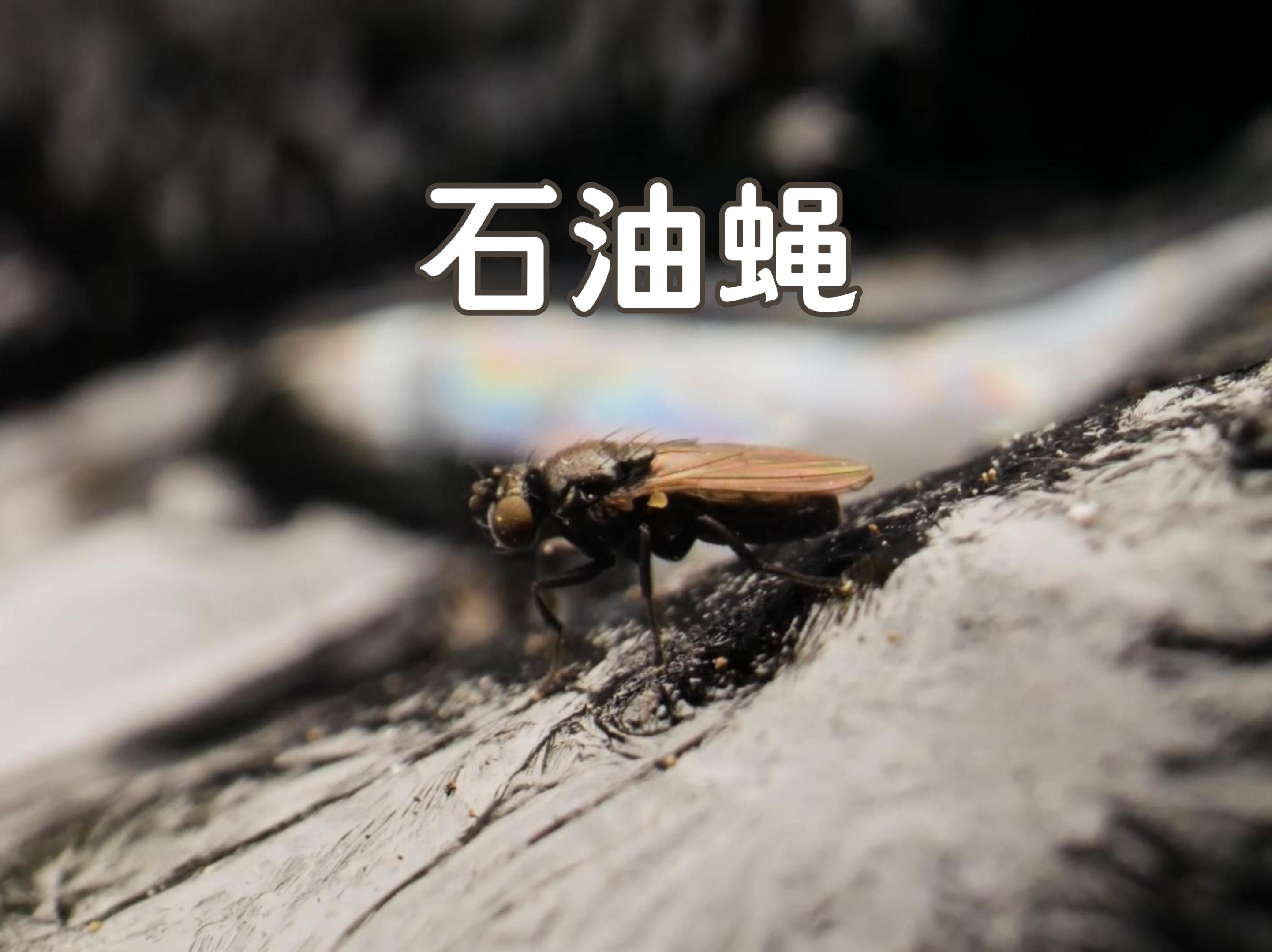 沥青坑中的石油蝇!