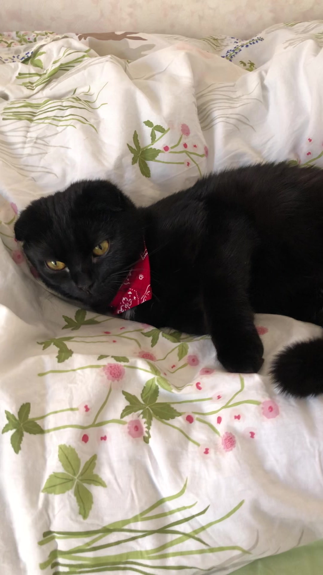 日本折耳黑猫雪球打呼,点开收获猛兽呼噜!