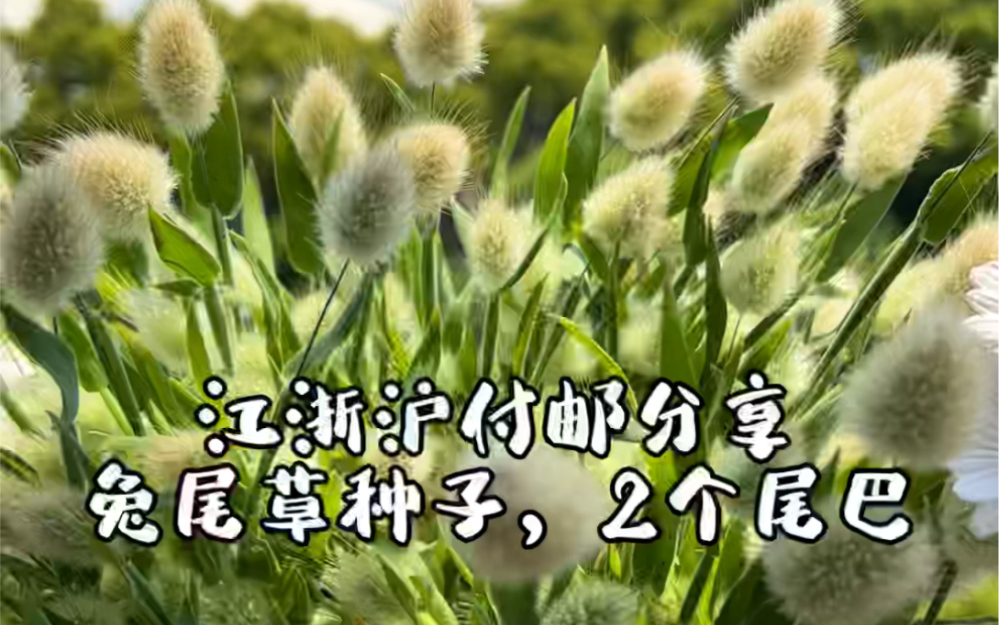 兔尾草种子分享