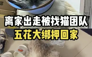 Descargar video: 猫咪趁铲屎官搬家时偷偷离家出走，被找猫团队五花大绑捆回家