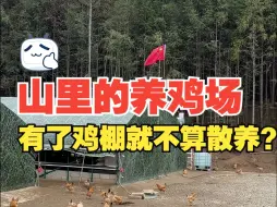 Скачать видео: 都说是高山散养了，为什么还要搭鸡棚？