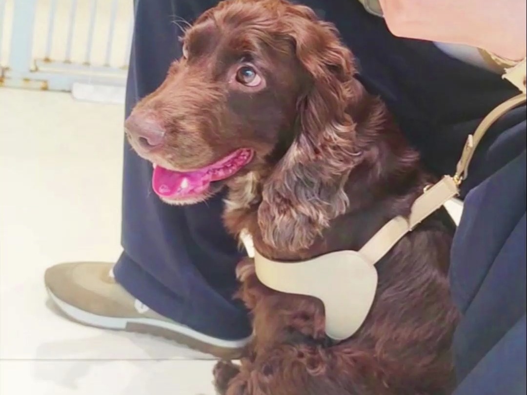 可卡犬分离焦虑 门也被它抓烂 #训犬 #可卡犬