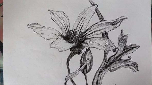 黑白花意~黑色水笔画