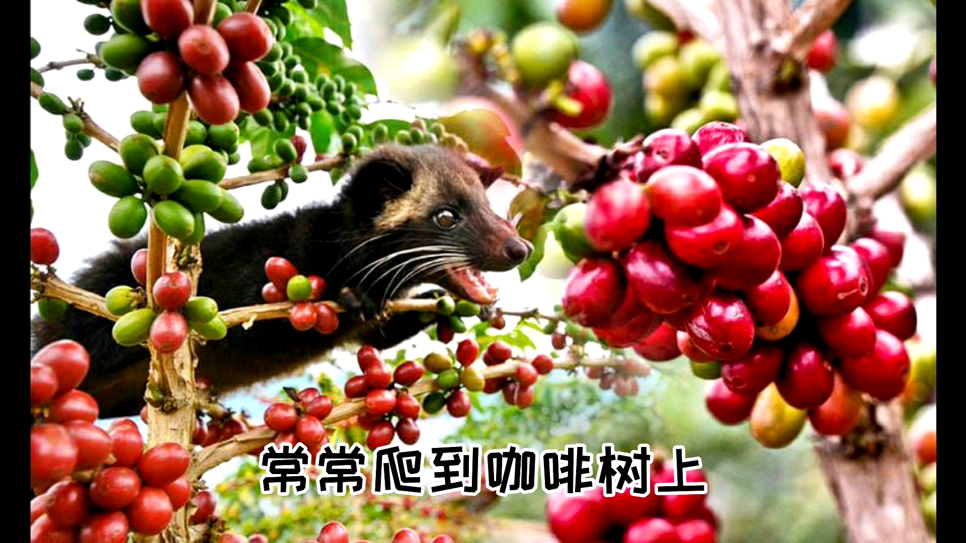 猫屎咖啡的由来